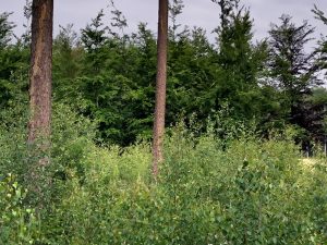 Op het landgoed zagen we een reetje (als u goed kijkt ziet u hem ook)